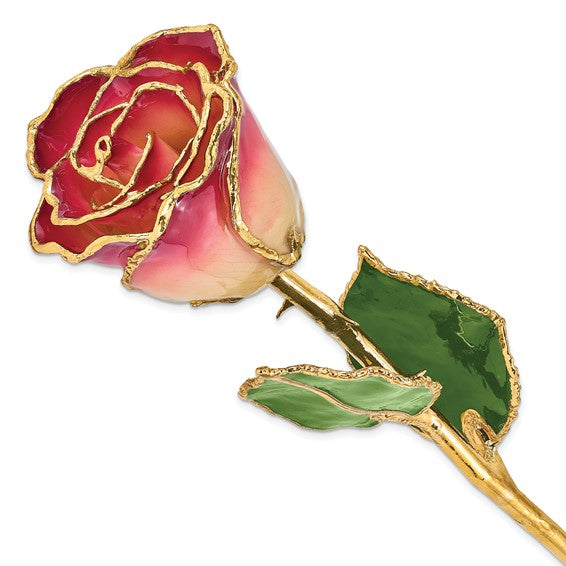 Lacquer Dipped Gold Trimmed White and Burgundy Real Rose