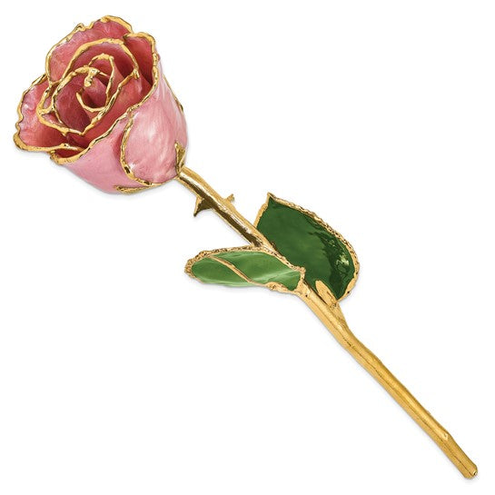 Lacquer Dipped Gold Trimmed Dusty Pink Real Rose