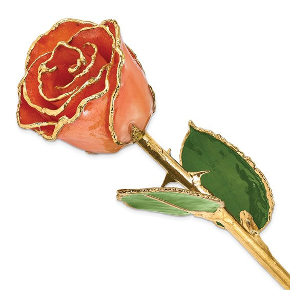 Lacquer Dipped Gold Trimmed Orange Real Rose