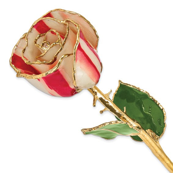 Lacquer Dipped Gold Trimmed Peppermint Real Rose