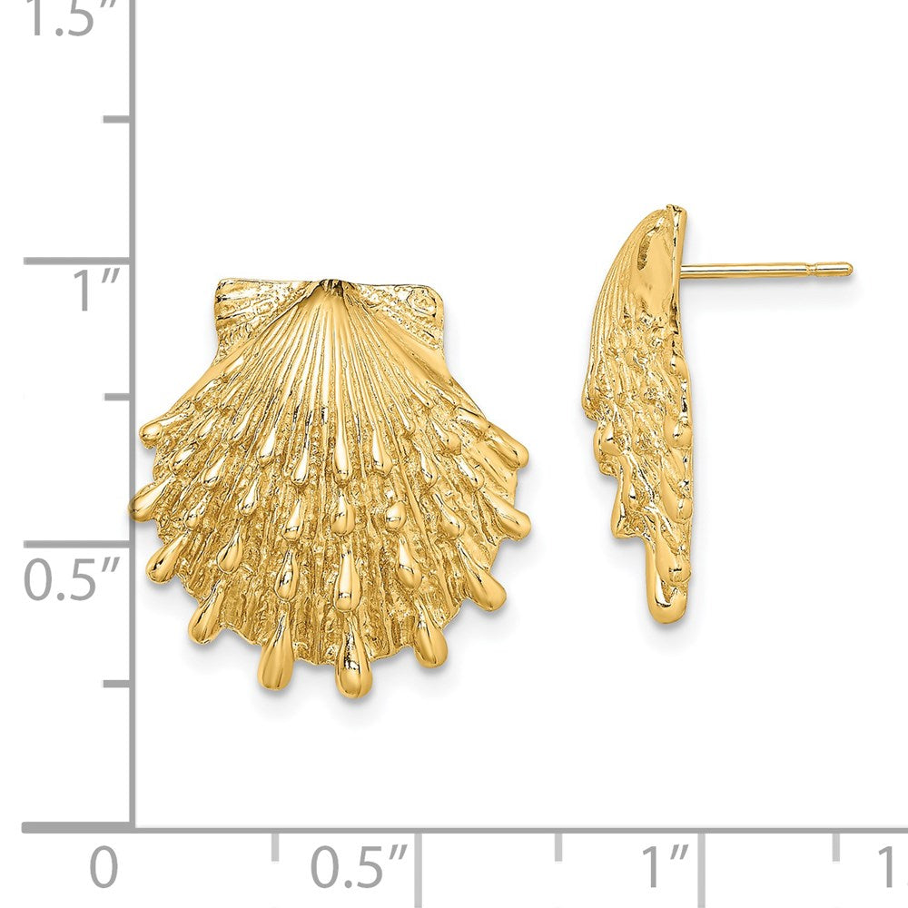 14K Lion's Paw Shell Post Earrings